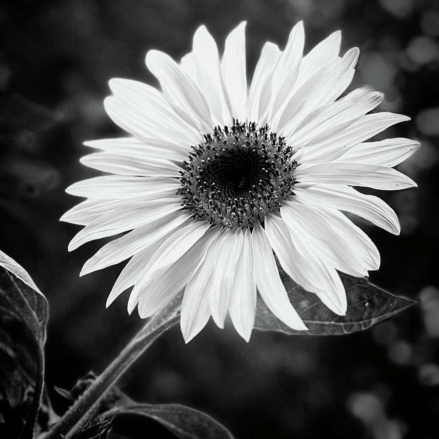A Single Sunflower black and white photograph Photograph by Ann Powell