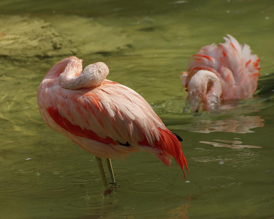 Greater Flamingo Photograph - Asleep On The Job by M Three Photos