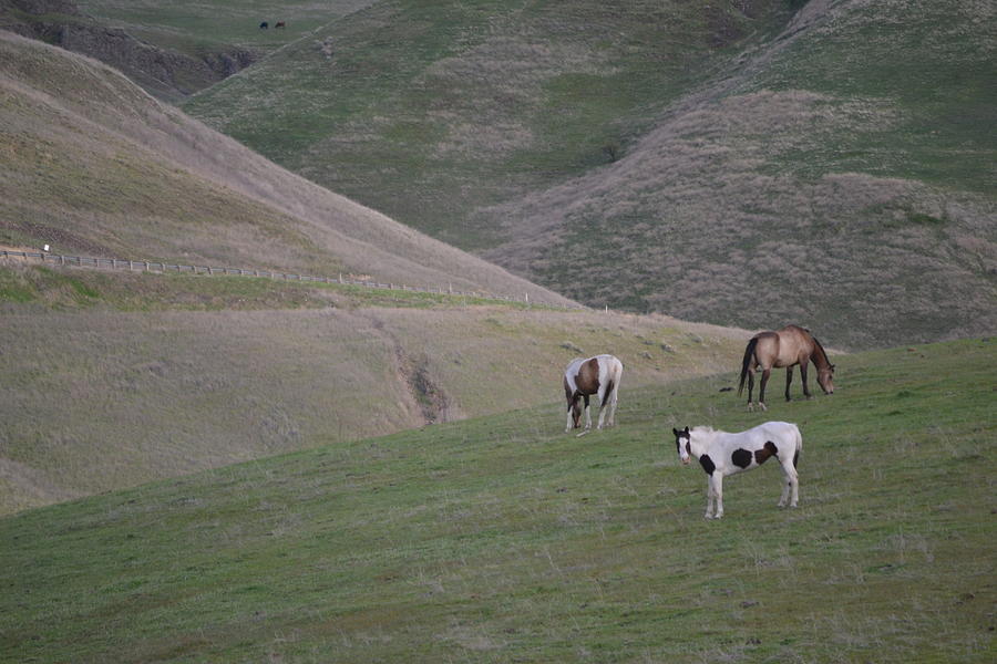 Spotted Horse Photograph - Asotin Ponies by YHWHY Vance Spotted Horse Photograph - Asotin Ponies by YHWHY Vance