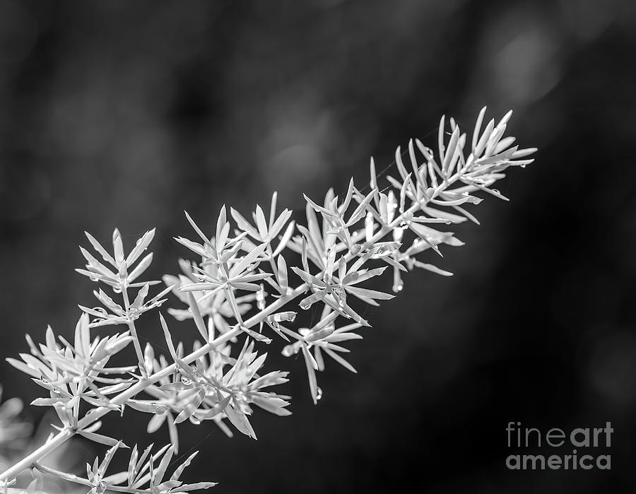 Asparagus Fern in Black and White Photograph by Shannon Moseley