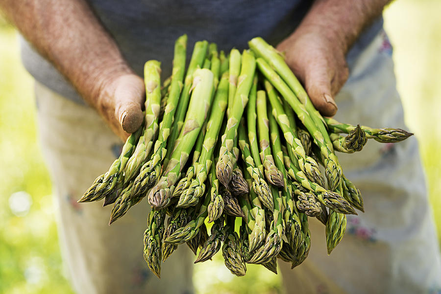 Asparagus in hands of a farmer Photograph by Dulezidar