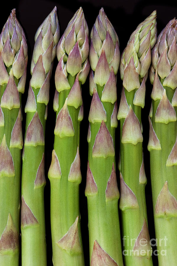 Asparagus Spears Photograph by Tim Gainey