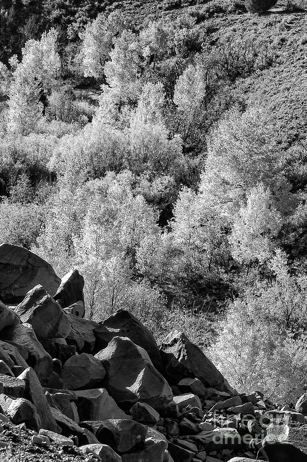 Aspen 2 Photograph by Bob Phillips