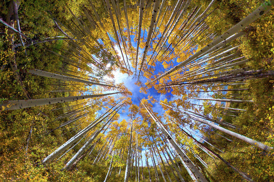 Aspen 360 Photograph by Wesley Aston