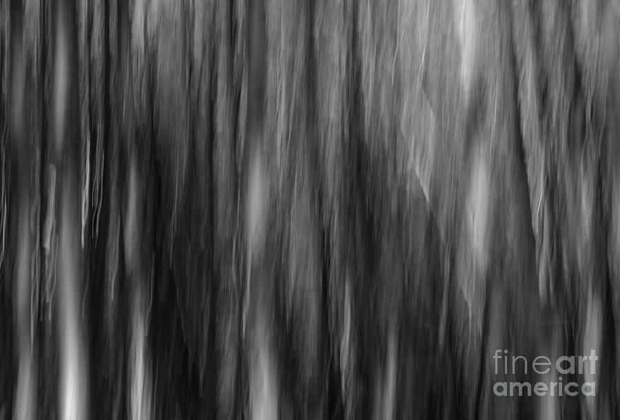 Aspen Abstract BW Photograph by Suzanne Luft