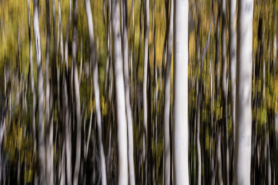 Aspen Abstract No.1 Photograph by Margaret Pitcher