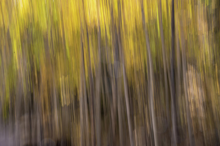 Aspen Abstract No.2 Photograph by Margaret Pitcher