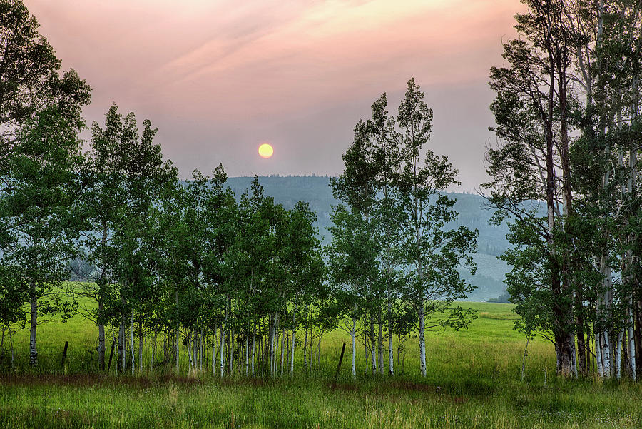 Aspen at Sunset in Colorado Photograph by Dave Dilli