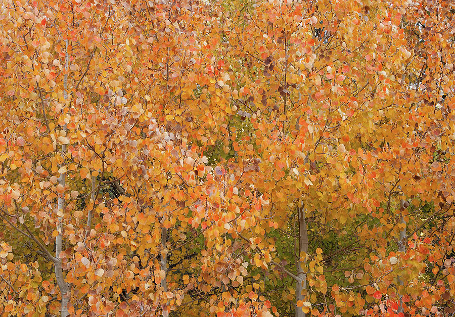 Aspen Autumn Colors in Aspendell California Photograph by Ram Vasudev