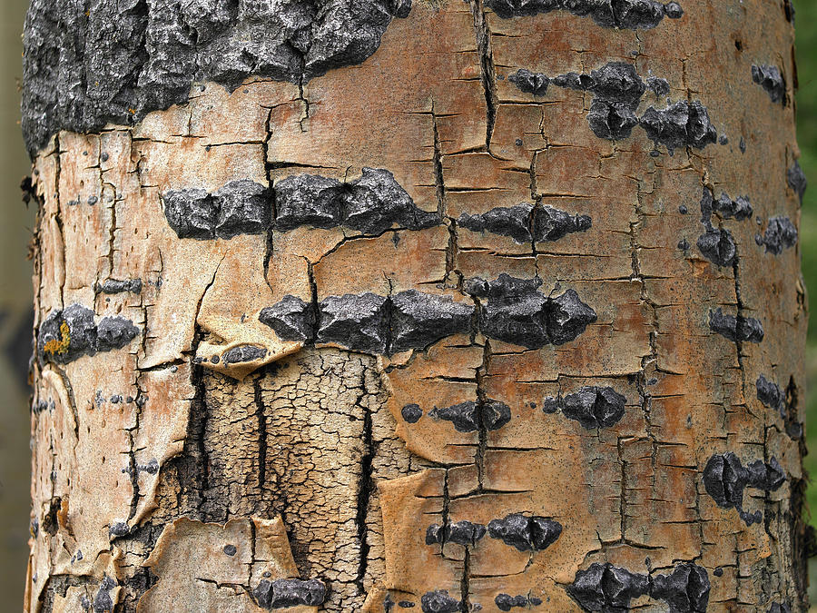 Nature Photograph - Aspen Bark I by Tim Fitzharris