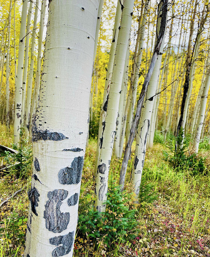 Aspen bark with bright yellow Photograph by Monica Hughes