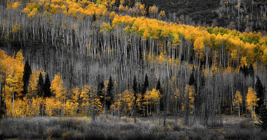 Aspen Bliss Photograph by David Chasey