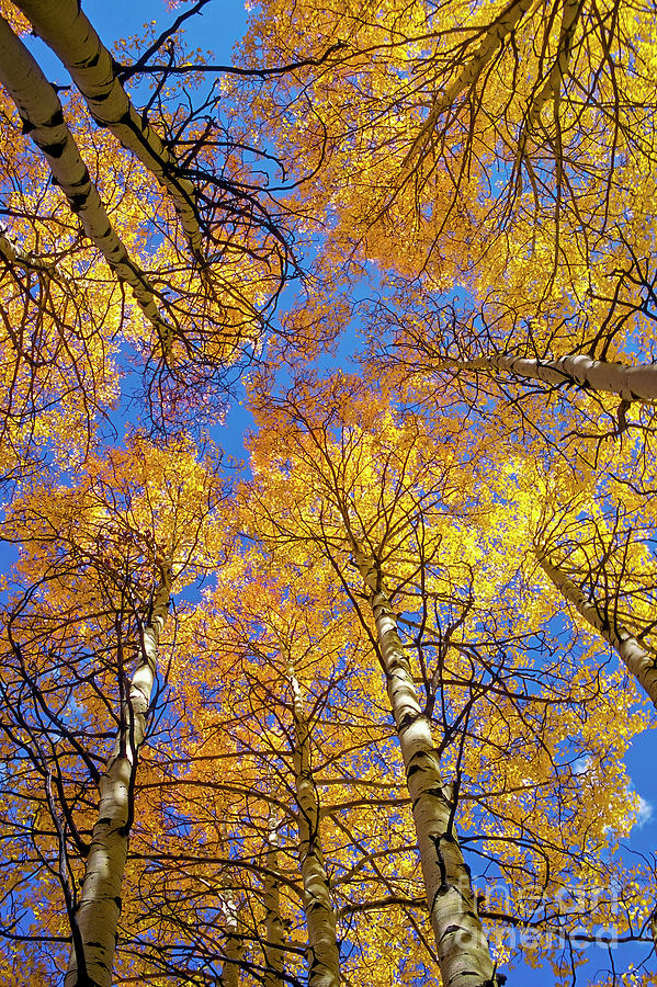Aspen Canopy  Photograph by Bob Phillips