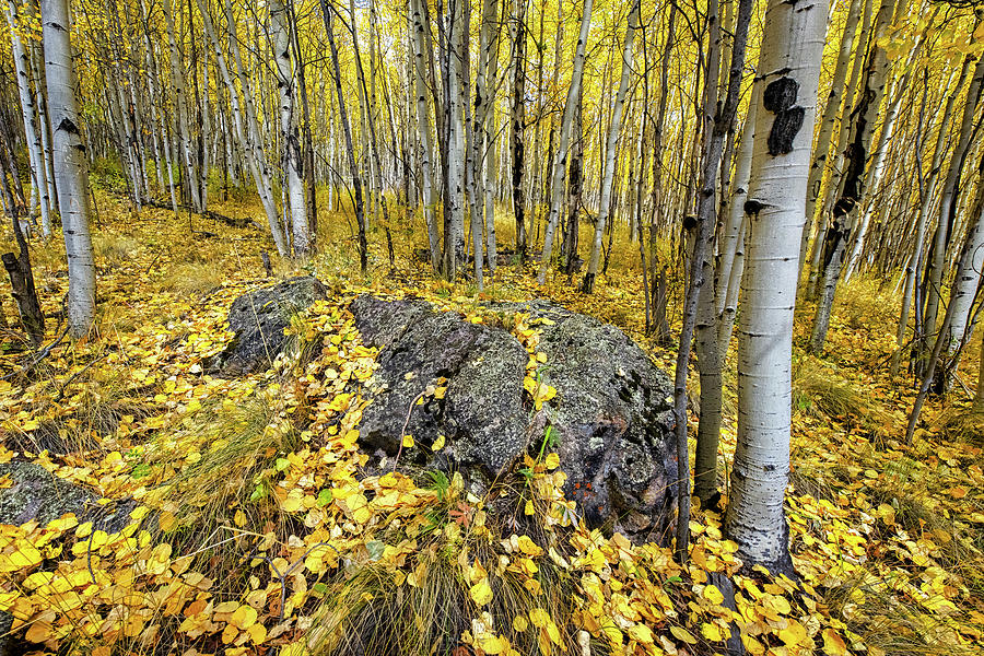Aspen carpet Photograph by Andy Crawford