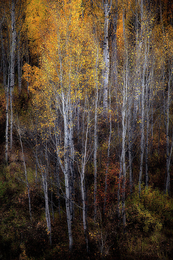 Aspen Colors Photograph by David Chasey