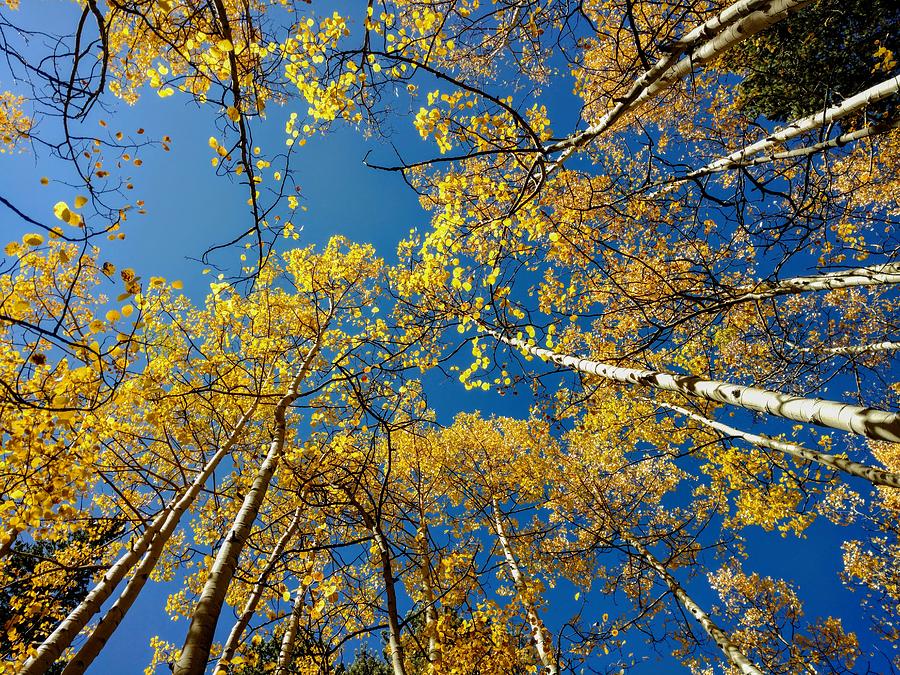 Aspen Convergence Photograph by Paula Regan - Fine Art America