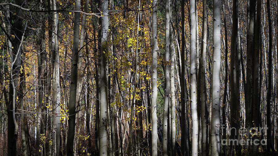 Tree Photograph - Aspen by Dianne Phelps