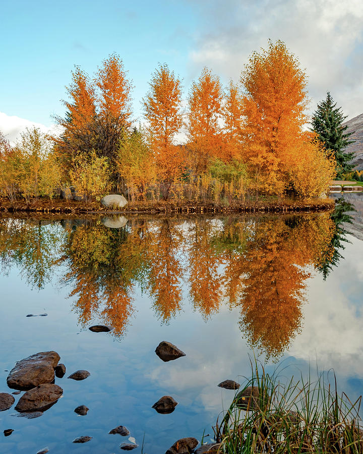 Aspen Dreams - Colorado Landscape Photograph