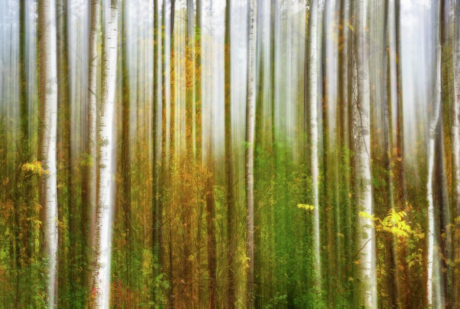 Aspen Dreams - intentional camera-blur on aspen grove in autumn  Photograph by Peter Herman