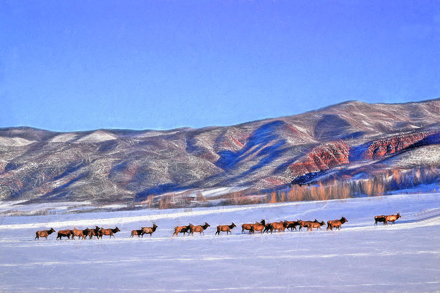 Aspen Elk Photograph by Wayne King