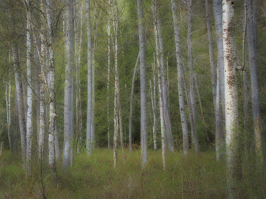 Aspen/Elm Forest Photograph by Dan Eskelson