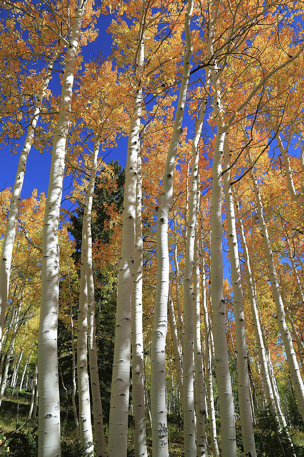 Aspen Family Photograph by Donna Kennedy