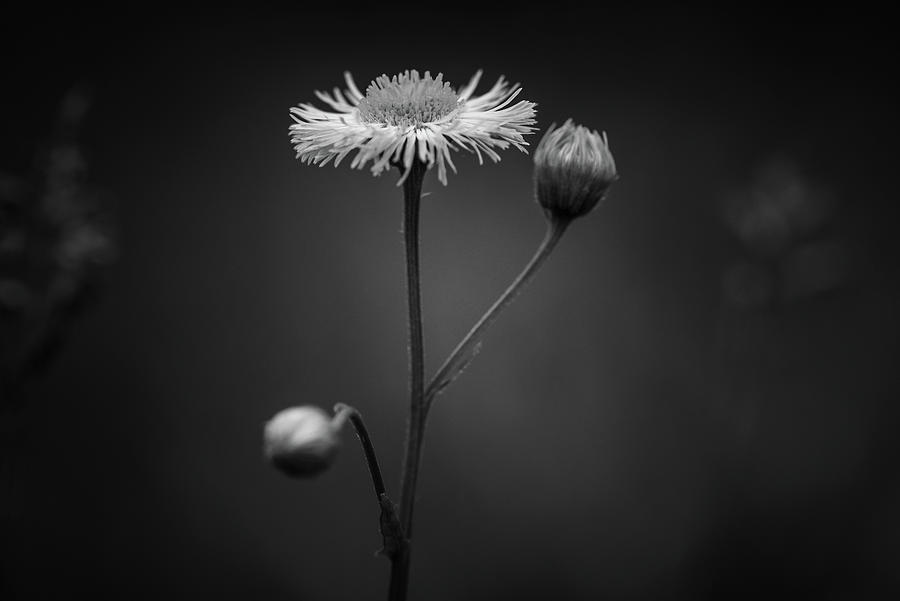 Aspen Fleabane In Black and White Photograph by Greg Mimbs