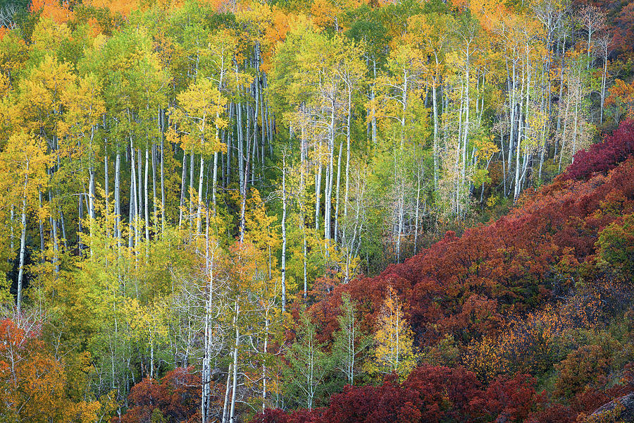 Aspen Foothills in Autumn Photograph by Kristen Wilkinson