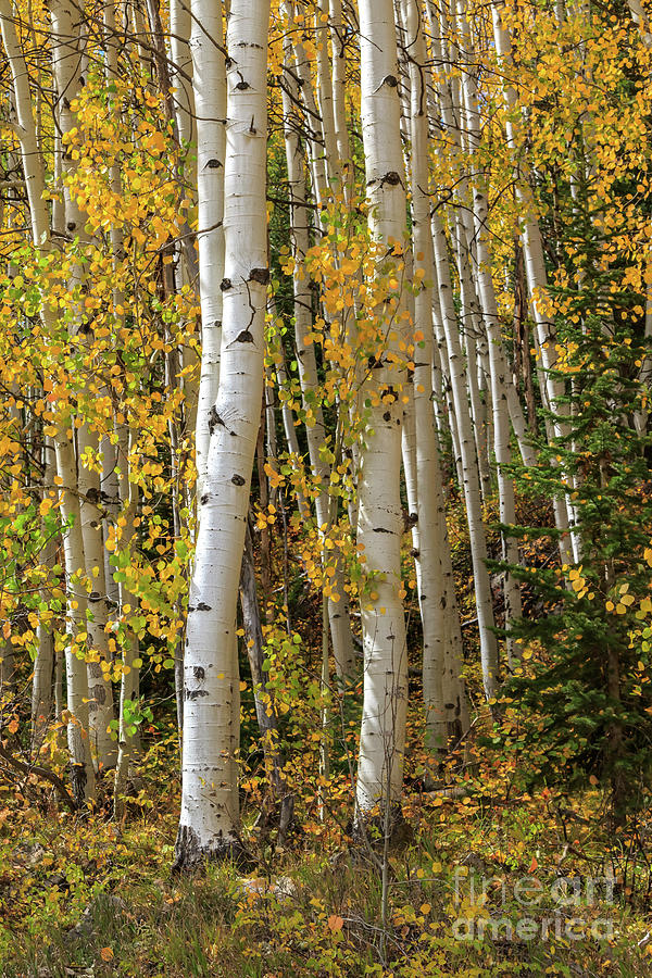 Aspen Forest And Autumn Scenery In Kebler Pass, Gunnison County, Photograph