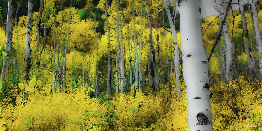 Aspen forest art #A5941 Photograph by Bob Augsburg - Fine Art America