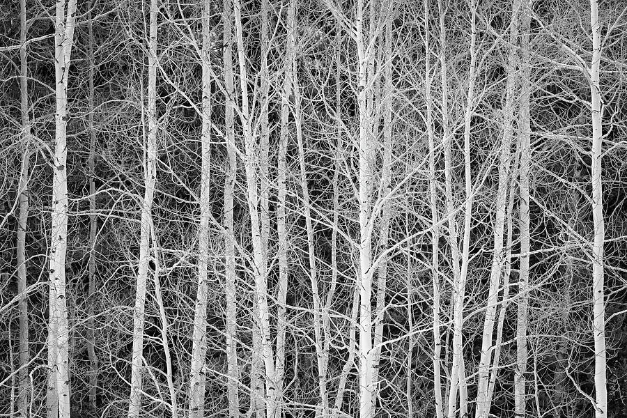 Aspen Forest Contrast Photograph by Denise Bush