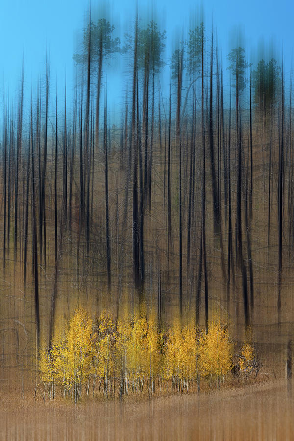 Aspen Forest Burnout Abstract Art Photograph