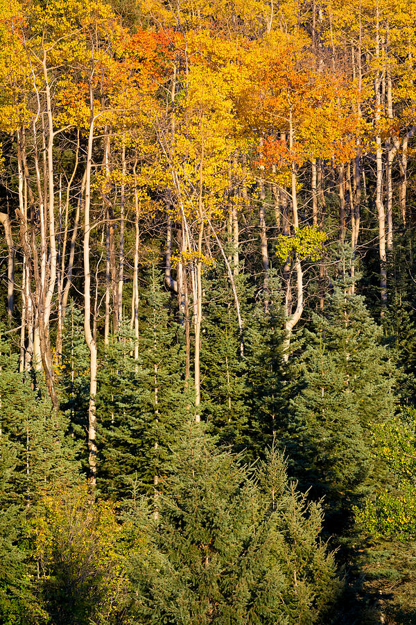 Aspen forest in autumn Photograph by Dean Fikar