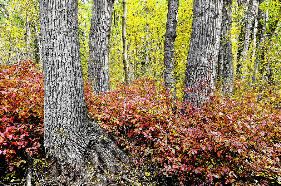 Aspen Forest Photograph by Neil Pankler