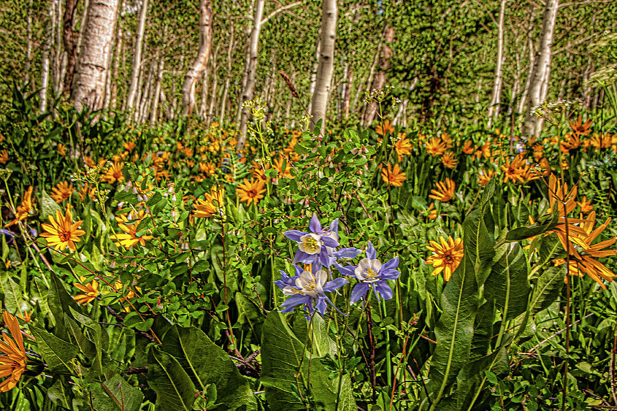 Aspen Garden Photograph by Daniel Hebard