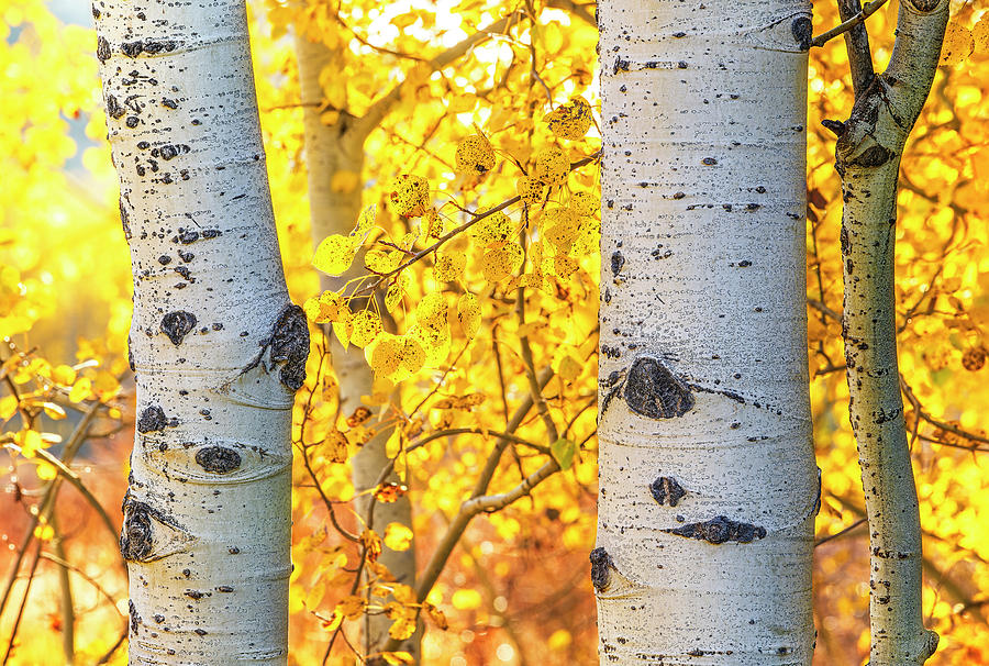 Aspen Glow Photograph by Andy Crawford