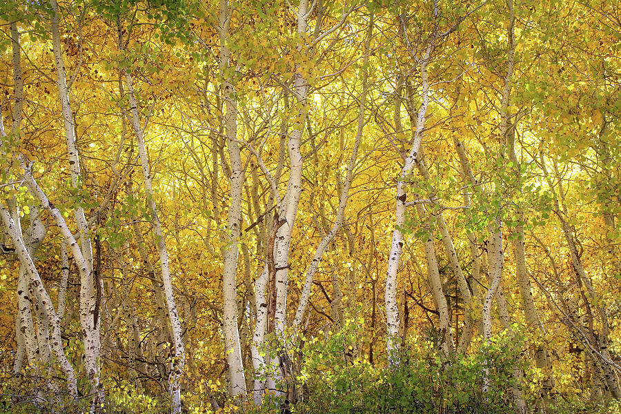 Tree Photograph - Aspen Glow by Donna Kennedy