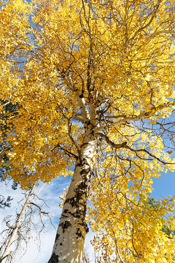 Aspen gold Photograph by Shirley Mitchell