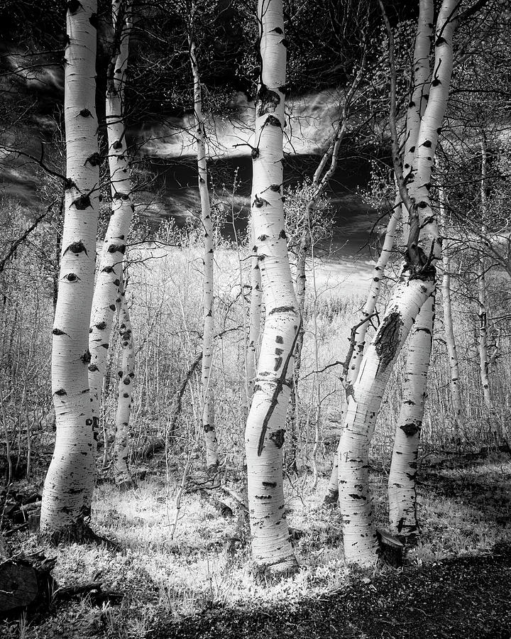 Aspen Grove Bathed in Invisible Light Photograph by Mike Lee