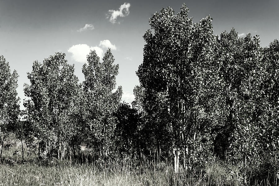 Aspen Grove Black and white 101021 Photograph by Cathy Anderson