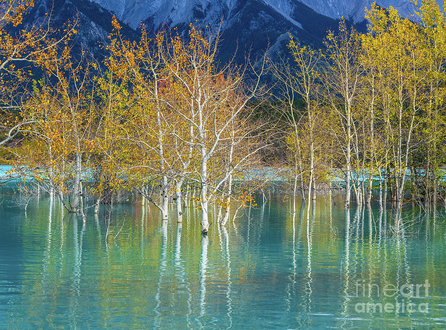 Aspen Grove Fall Colors Reflections Photograph by Mike Reid