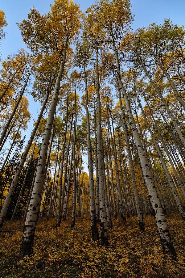 Aspen Grove Photograph By Jose Enriquez-cano - Fine Art America