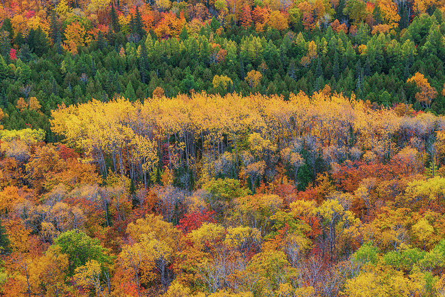 Aspen Grove Photograph by Tim Trombley | Fine Art America