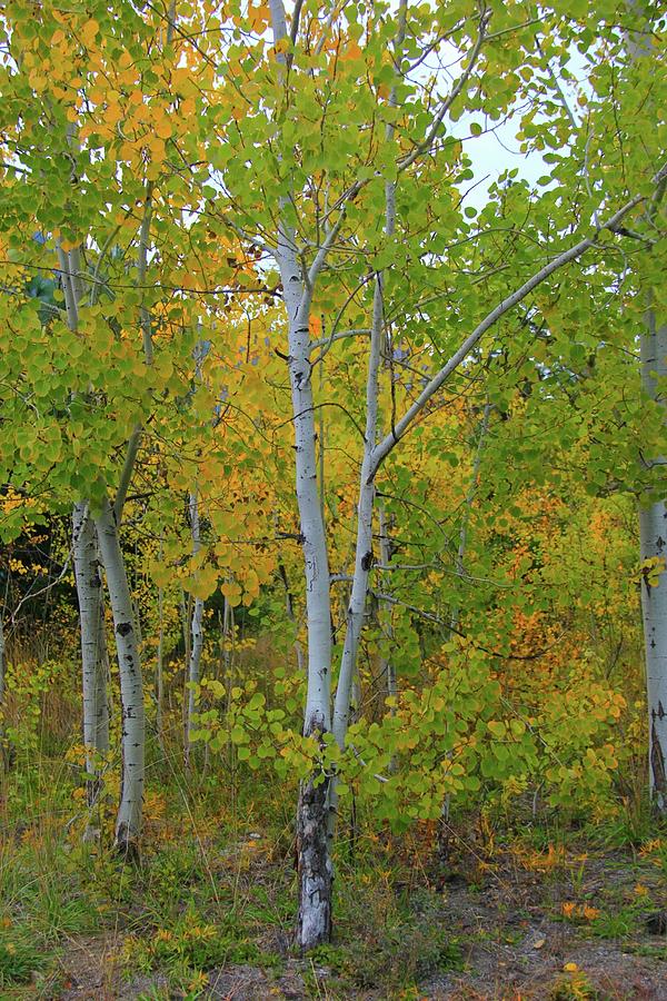 Aspen grove Photograph by Vernon Platt - Fine Art America