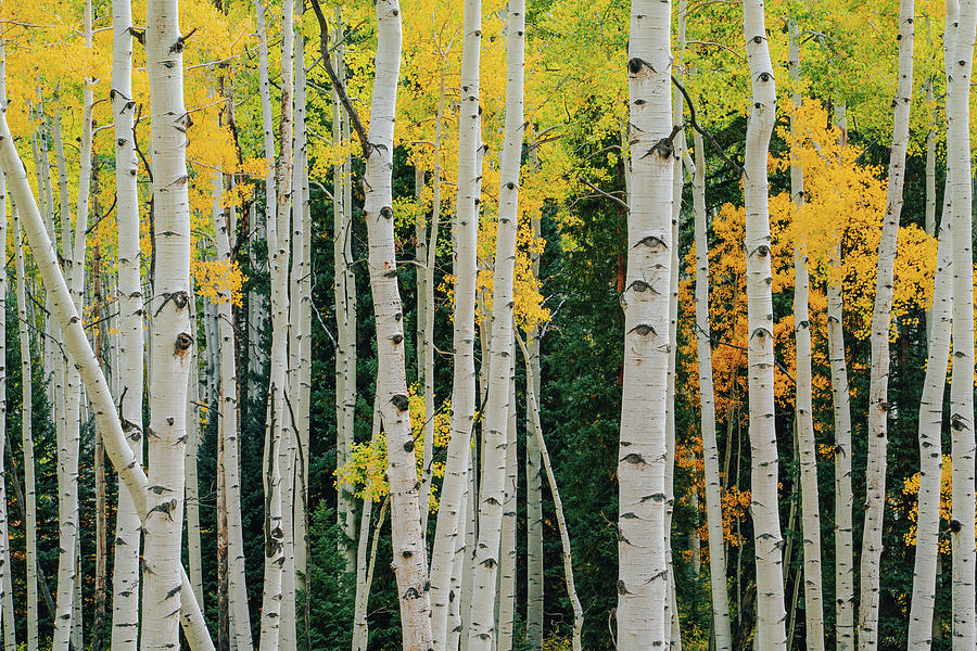 Nature Photograph - Aspen Harmony - Colorado Autumn by Jeff Rose