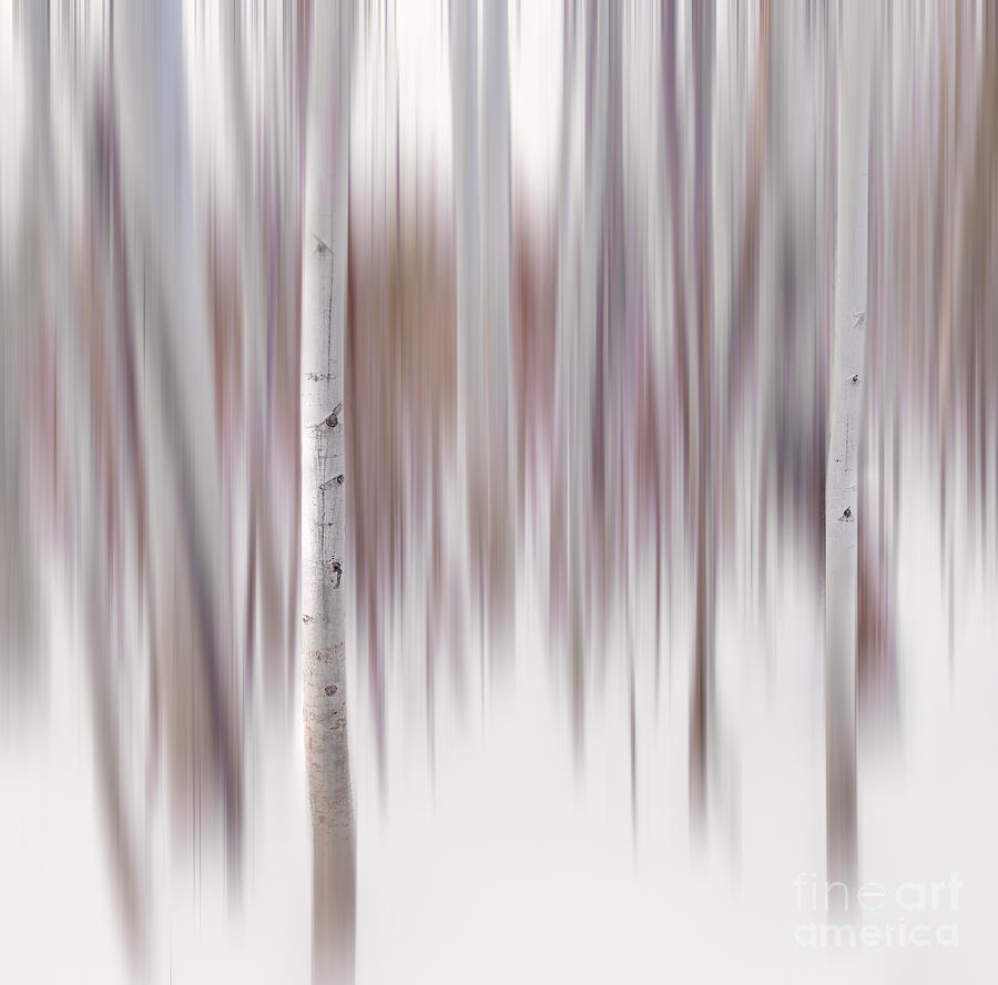 Aspen Impressions #1 - Abstract - Lake Tahoe Photograph