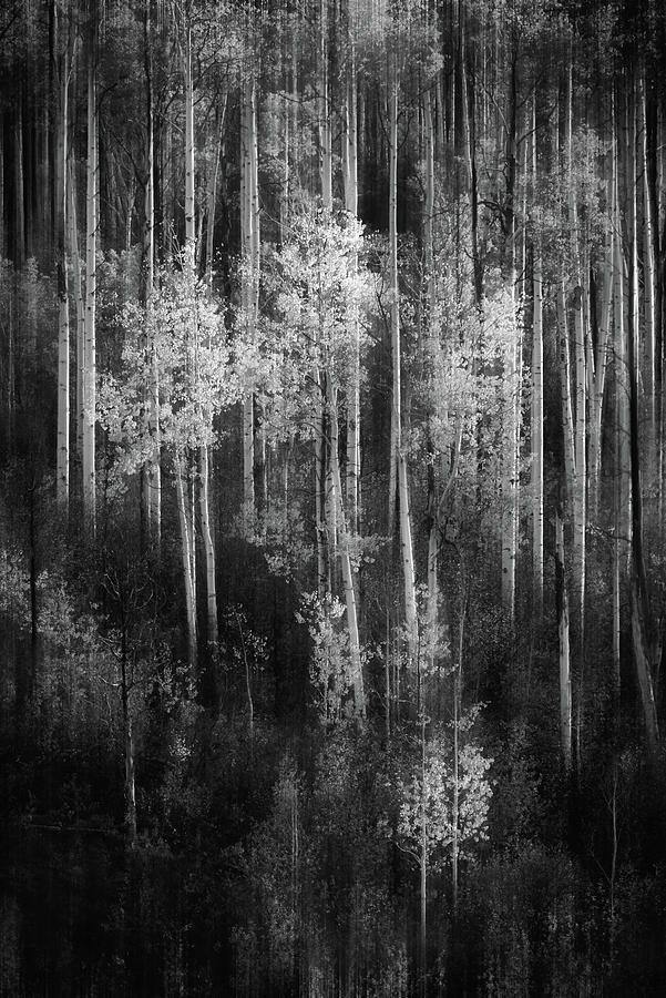 Aspen Impressions on Kebler Pass in Black and White Photograph by Kristen Wilkinson