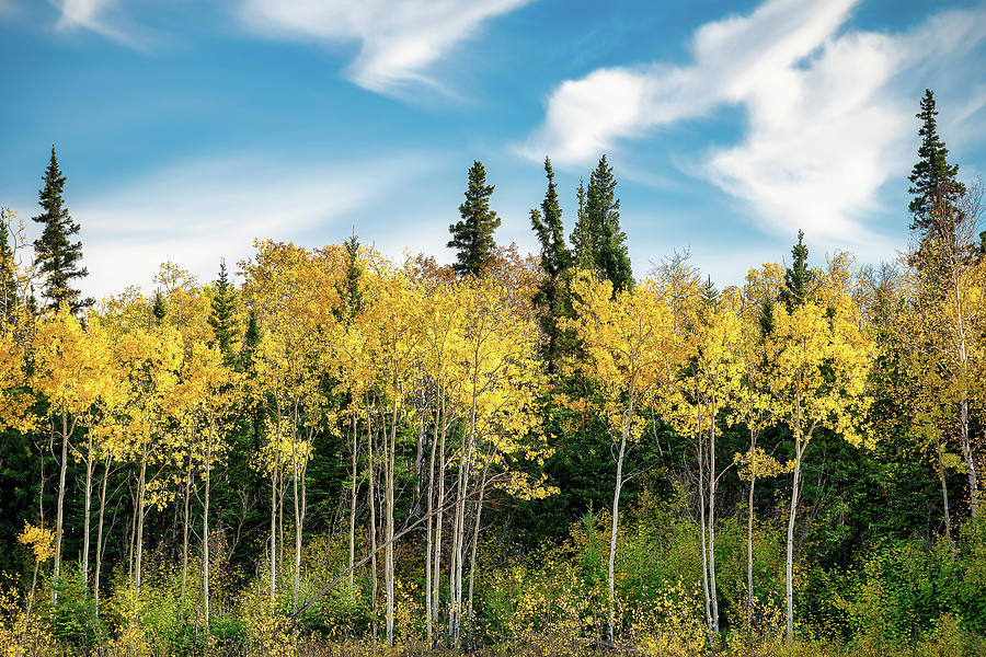 Aspen in Fall Colors Parks Highway Alaska USA Photograph by Doug Holck