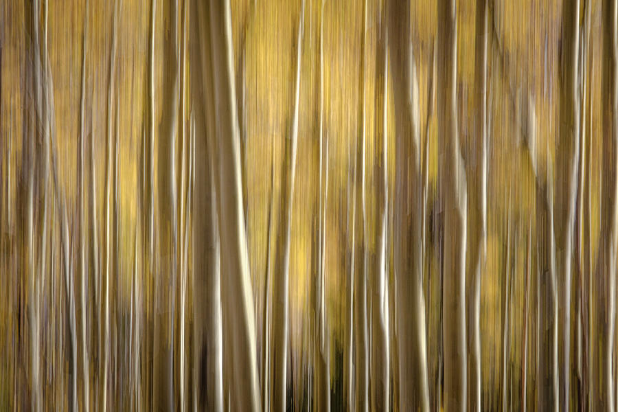 Aspen in Motion Photograph by Mary Lee Dereske
