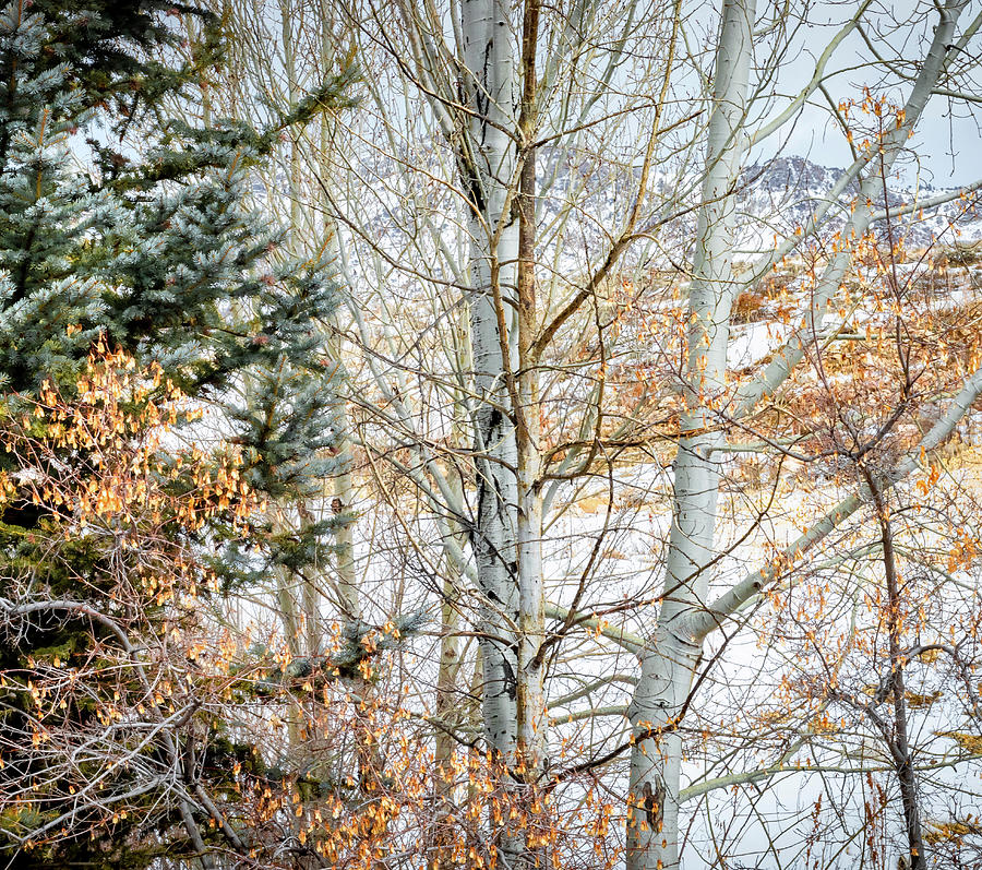 Aspen in Winter Photograph by JoAnn Silva